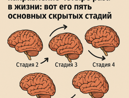Человеческий мозг, пять стадий